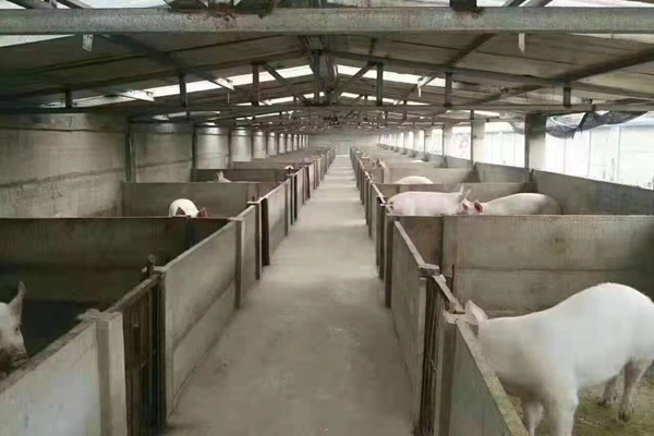 养猪厂水泥板围墙使用效果图 养猪厂水泥板围墙使用效果图